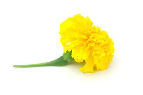 Single marigold Stock Photos