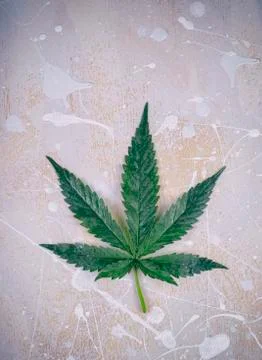 Single marijuana leaf over white Stock Photos