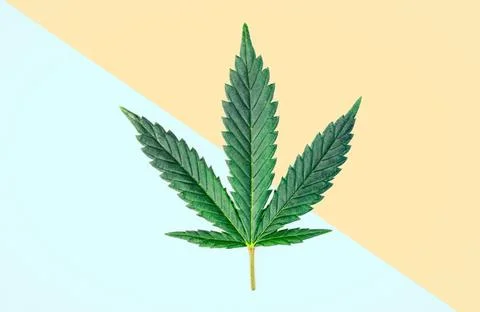 Single Marijuana leaf on pastel blue and yellow background, male and female C Stock Photos