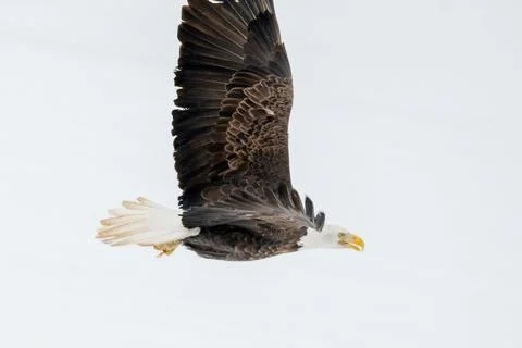 Single mature bald eagle in flight Stock Photos