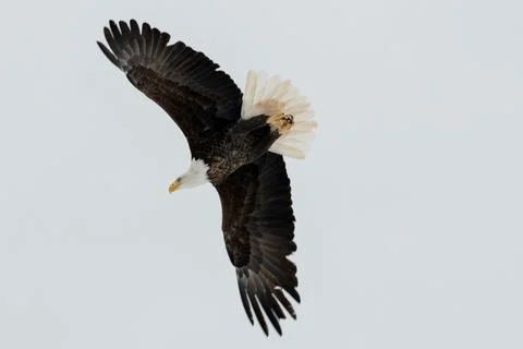 Single mature bald eagle in flight Stock Photos