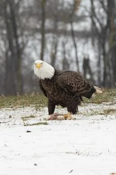Single mature bald eagle guarding food Stock Photos