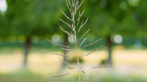 Single Meadow Graded Slow Motion Stock Footage 246771917
