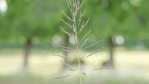 Single Meadows HLG Slow Motion Stock Footage 246771913