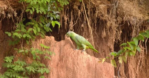 Single Mealy Amazon Parrot sitting on Clay lick eating mud is joined by another Video stock 296785912