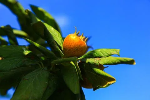 A single medlar on the edge of the branch Stock Photos
