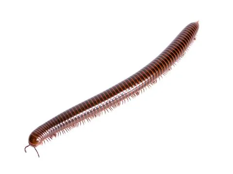 A single millipede an isolated on white background Stock Photos