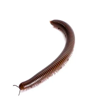 A single millipede, the white background Stock Photos