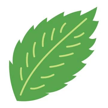 Single mint leaf hand drawn illustration Stock Illustration
