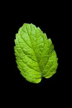 Single mint leaf isolated on black background Stock Photos