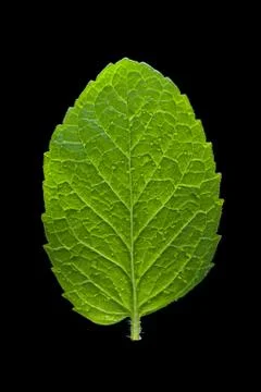 Single mint leaf isolated on black background Stock Photos
