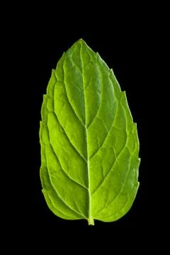 Single mint leaf isolated on black background Stock Photos