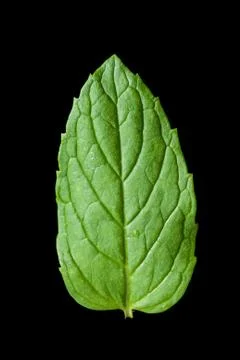 Single mint leaf isolated on black background Fotos de archivo
