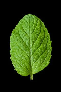 Single mint leaf isolated on black background Stock Photos