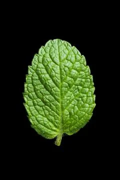 Single mint leaf isolated on black background Stock Photos