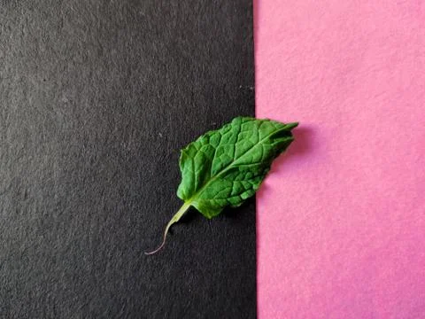 Single mint leaf isolated on pink and black background. Stock Photos
