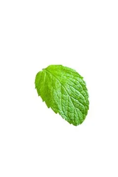Single mint leaf isolated on white background Stock Photos