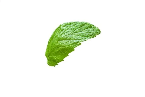 Single mint leaf isolated on white background Stock Photos