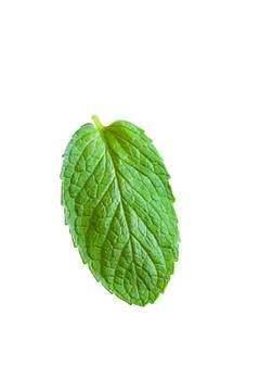 Single mint leaf isolated on white background Fotos de archivo