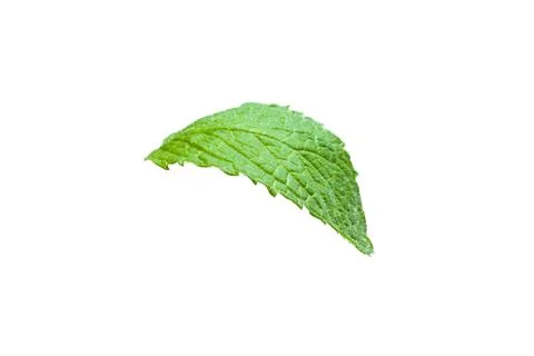 Single mint leaf isolated on white background Stock Photos