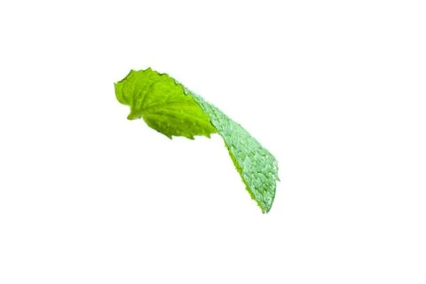 Single mint leaf isolated on white background Stock Photos