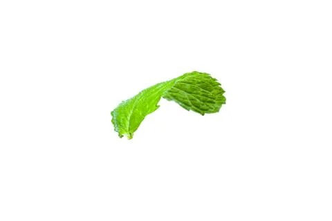 Single mint leaf isolated on white background Stock Photos