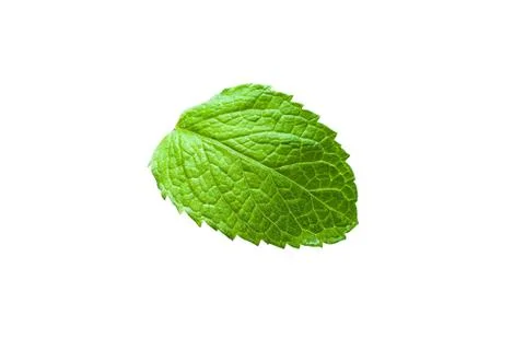 Single mint leaf isolated on white background Stock Photos