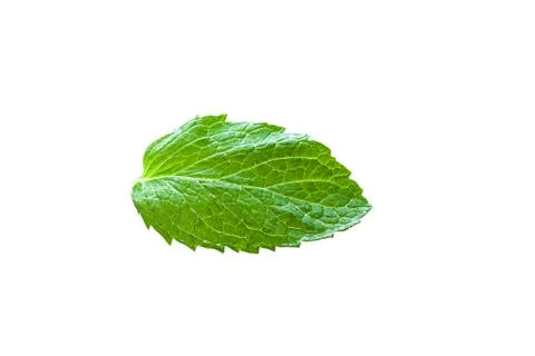 Single mint leaf isolated on white background Fotos de archivo