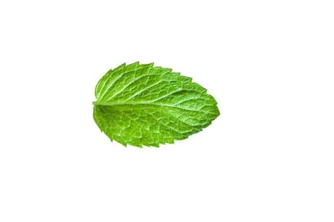 Single mint leaf isolated on white background Stock Photos
