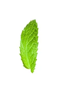 Single mint leaf isolated on white background Stock Photos