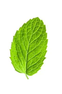 Single mint leaf isolated on white background Stock Photos