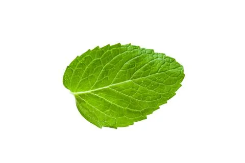 Single mint leaf isolated on white background Stock Photos