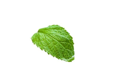 Single mint leaf isolated on white background Stock Photos