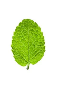 Single mint leaf isolated on white background Fotos de archivo