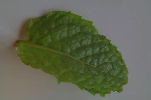 Single mint leaf isolated on white background Stock Photos