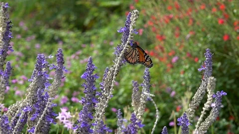 A single monarch butterfly flaps its win... | Stock Video | Pond5