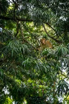 Single monkey looking at viewer from a tree through the foliage. Botanical ga Stock Photos