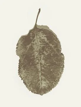 Single monochrome tree leaf on a white background Stock Illustration