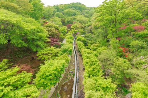 Single monorail track through the forest Stock Photos