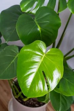Single Monstera leaf showcasing vibrant green color and unique cut shape, ideal Stock Photos