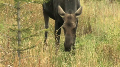 Single Moose Eating Stock Footage 270399
