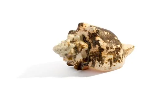 Single mottled sea shell over white Foto stock
