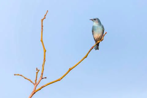 Single mountain bluebird perching on a tree branch against a blue sky Stock Photos