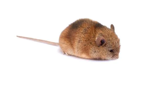 Single mouse smells something. Stock Photos