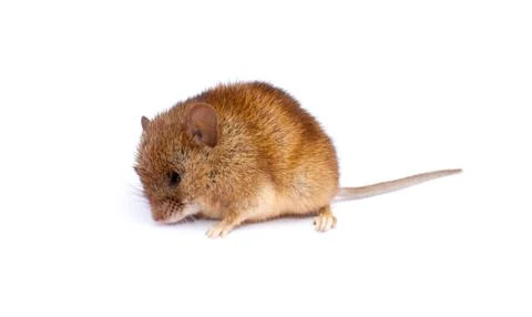 Single mouse smells something. Stock Photos