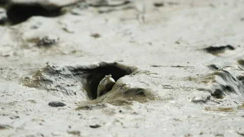 Single Mudskipper fish sits on the mouth of its hole looking and then Stock Footage