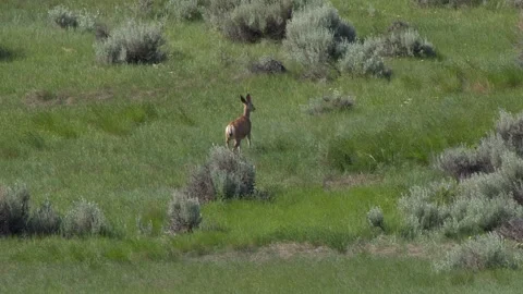 Single mule deer doe walks in tall green prairie grass past sagebrush Stock Footage 338989149