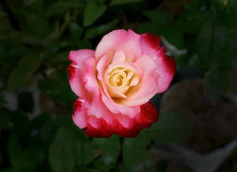 Single multicolored red yellow rose in the garden for background wallpaper Stock Photos