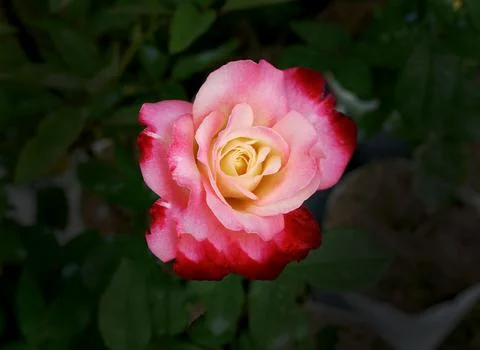 Single multicolored red yellow rose in the garden for background wallpaper Фото