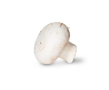 Single mushroom champignon on its side 스톡 사진